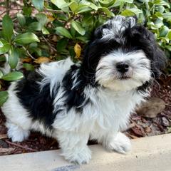 Havana Silk Dog and Havanese Puppies from Dunhill Havanese