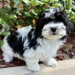 Havana Silk Dog and Havanese Puppies from Dunhill Havanese