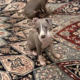 Niccolo - Blue male Italian Greyhound puppy in Plains, Georgia from Amayz Italian Greyhounds