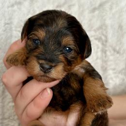 Lily - Black and gold female Yorkipoo puppy in New Britain, Connecticut from Goldendoodles Stars LLC