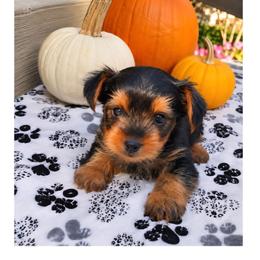 Bo - Black and tan male Yorkshire Terrier puppy in North Huntington, Pennsylvania from Charz Dollz
