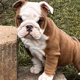 Short Stack - Bulldog puppy in Alexandria, Virginia from Stacey D’s Bulldogs