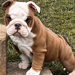 Short Stack - Bulldog puppy in Alexandria, Virginia from Stacey D’s Bulldogs