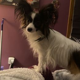 Princess Mara - Papillon