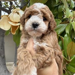 Pua - Red female Cavapoo puppy in Orange, California from SoCal Cavapoos
