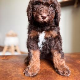 Bernedoodle and Goldendoodle Puppies from Sac River GoldenDoodles & BerneDoodles LLC