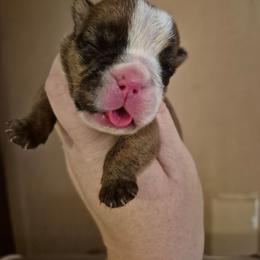 Lilac-Zara - Brindle female Bulldog puppy in Walhalla, South Carolina from Lowery's English Bulldogs