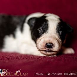Fettucine - Black and white female Border Collie puppy in Bryantown, Maryland from Bellaclan Border Collies