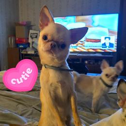 Nova - Chihuahua