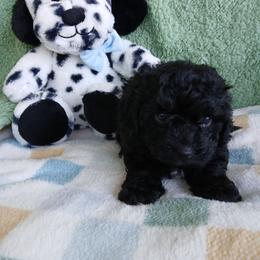 Benji - Black male Havapoo puppy in Blanch, North Carolina from Faithful Hearts Kennel
