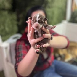 Australian Shepherd and Miniature Australian Shepherd Puppies from Renegade Point Stock Dogs