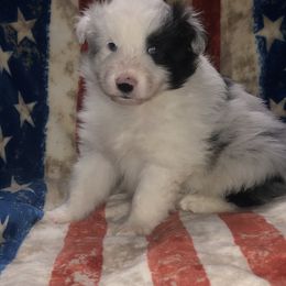 Boy 3 - Shetland Sheepdog puppy in Idaho from Bloxham Blue Shelties and Corgis
