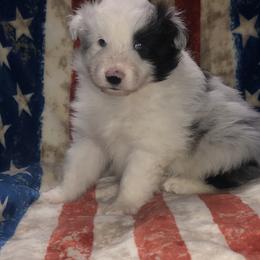 Boy 3 - Shetland Sheepdog puppy in Idaho from Bloxham Blue Shelties and Corgis