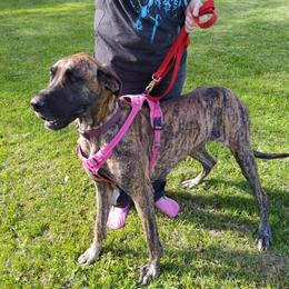 Mindy - Great Dane
