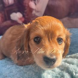 Carmine - Dapple male Dachshund puppy in Jena, Louisiana from Amy’s Mini Doxies