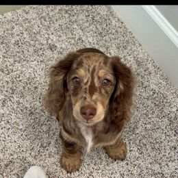 Dachshund and Pembroke Welsh Corgi Puppies from Three K Miniature Dachshunds