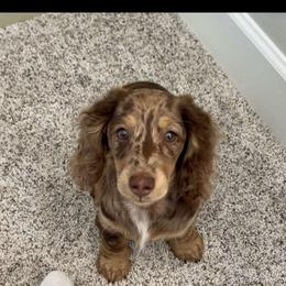 Dachshund and Pembroke Welsh Corgi Puppies from Three K Miniature Dachshunds