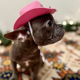 French Bulldog Puppies from Southern Class Frenchies