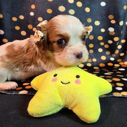 Aurora - Blenheim female Cavalier King Charles Spaniel puppy in Kermit, West Virginia from Stonecoal Cavaliers