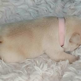 French Bulldog Puppies from Diamond Dreams French Bulldogs