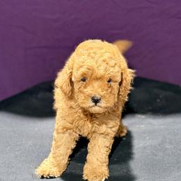 Neville - Red  male Poodle puppy in Bells, Texas from Partridge Doodles and Poodles