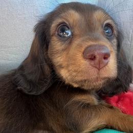 Dachshunds from Wicked Wieners