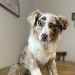 Tiger - Red merle Australian Shepherd puppy in Beaver, Utah from Renegade Point Stock Dogs