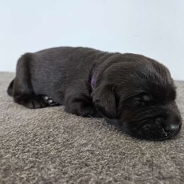 Purple - Black Labrador Retriever puppy in Meadville, Pennsylvania from Condition 1 Retrievers