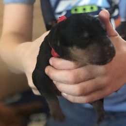 Airedale Terrier Puppies from Airedale Acres