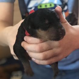 Airedale Terrier Puppies from Airedale Acres