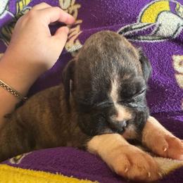 Ginny - Brindle female Boxer puppy in Coal Valley, Illinois from Charron Boxers