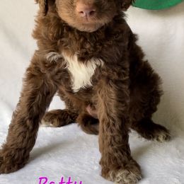 Goldendoodle Puppies from Garden City Doodles, LLC
