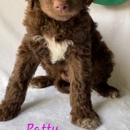 Goldendoodle Puppies from Garden City Doodles, LLC