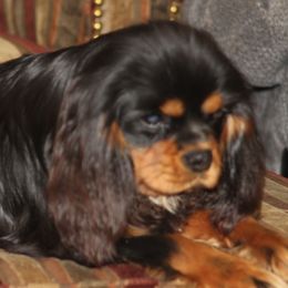 Tonic - Cavalier King Charles Spaniel