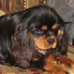Tonic - Cavalier King Charles Spaniel