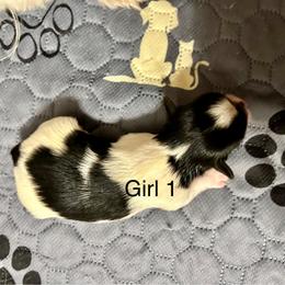 Girl 1 - Black & tan tri-color female Morkie puppy in Ocala, Florida from Hummingbird Fields