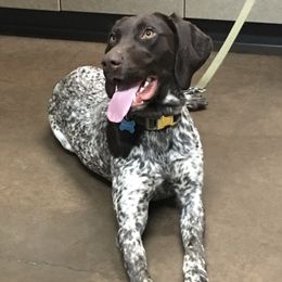 Berta - German Shorthaired Pointer