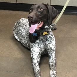 Berta - German Shorthaired Pointer