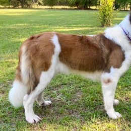 Jojo - Saint Bernard