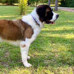 Jojo - Saint Bernard