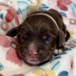 Georgia - Tan - Brown white and tan female Cocker Spaniel puppy in Inman, South Carolina from Dees Cockers, LLC