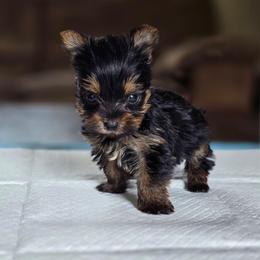 Olive's Boy 3 - Black and tan male Yorkshire Terrier puppy in Aiken, South Carolina from Sio's Yorkies