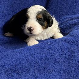 St. Nick - Black and white male Sheepadoodle puppy in Atlanta, Georgia from RockaDoodles