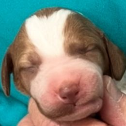 Annabelle boy 4 - Orange and white male Brittany puppy in Floyd Knobs, Indiana from Cross Creek Brittanys