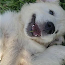 Golden Retrievers from Dream Acres Golden Retrievers