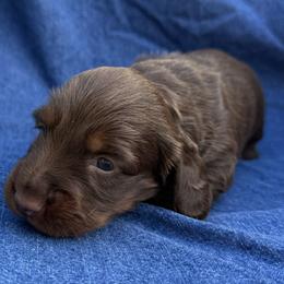 Male 2 - Chocolate and tan male Dachshund puppy in Bakersfield, California from Open Hourglass LLC