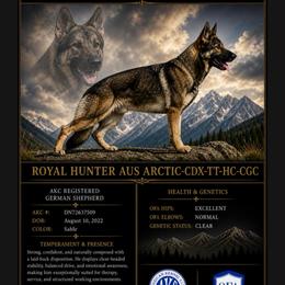 Hunter - German Shepherd