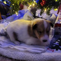 Green - White male Collie puppy in Newberry, South Carolina from Country Haven Collies