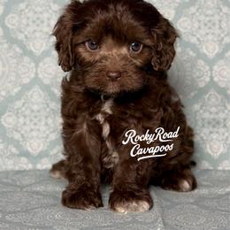 Buckwheat - Chocolate male Cavapoo puppy in Nashville, Arkansas from Rocky Road Puppies