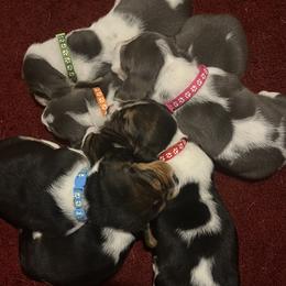 Basset Hound puppies from Laura Lankford